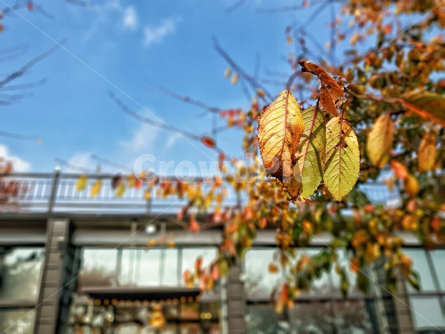 단풍,햇살,가을,autumn,fall,sunshine,하늘,sky,가을,계절,fall,autumn,season,식물,자연,plants,nature,leaf,잎,plant