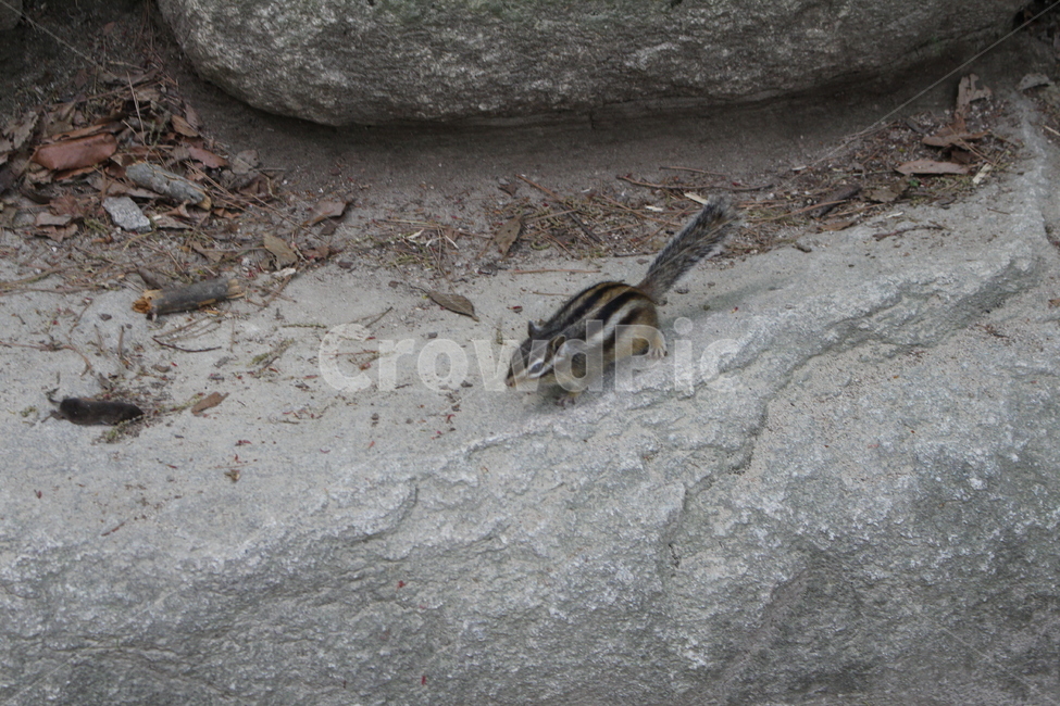 animal,동물,포유류,mammal,squirrel