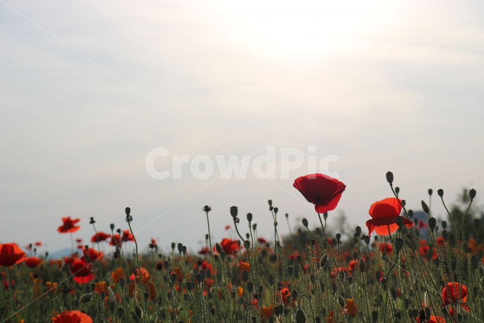 울산,태화강변,양귀비,노을,해질녘,식물,자연,plants,nature,꽃,flower