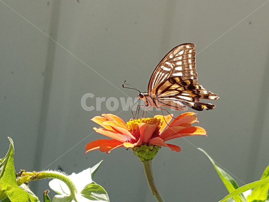 나비,insect,butterfly,animal,plant,꽃,곤충,벌레,insect,bug