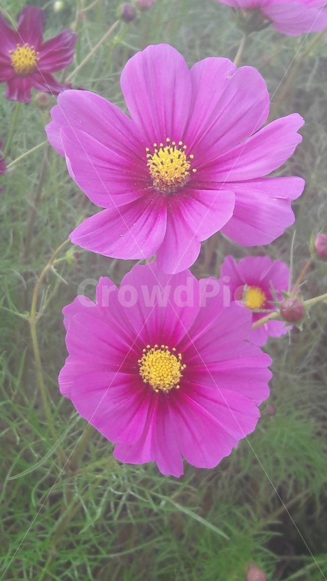 꽃,코스모스,초록,노랑,분홍,가을,계절,fall,autumn,season,식물,자연,plants,nature,꽃,flower,plant