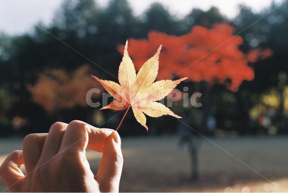 단풍잎,단풍,가을,autumn,fall,잎,나뭇잎,leaves,낙엽,감성,단풍놀이,산책,가을,계절,fall,autumn,season,식물,자연,plants,nature,감성,sensible,feeling,leaf,plant,tree,나무