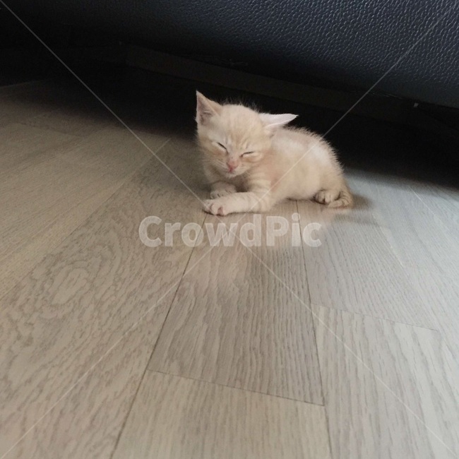 고양이,아깽이,심쿵,쿨쿨,코숏,코리안숏헤어,동물,animal,포유류,mammal,고양이,cat,kitten,kitty