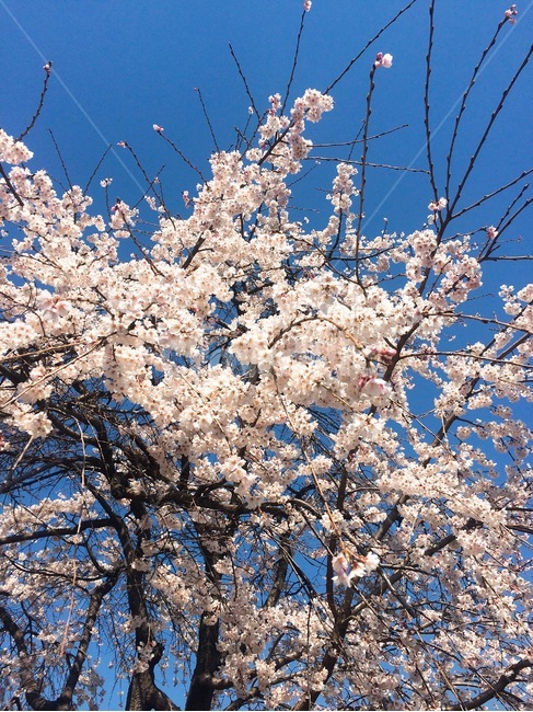 봄,벚꽃,봄꽃,cherryblossom,spring