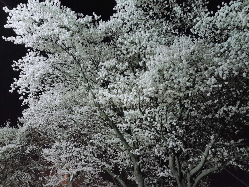 벚꽃,벚꽃축제,밤,축제,꽃