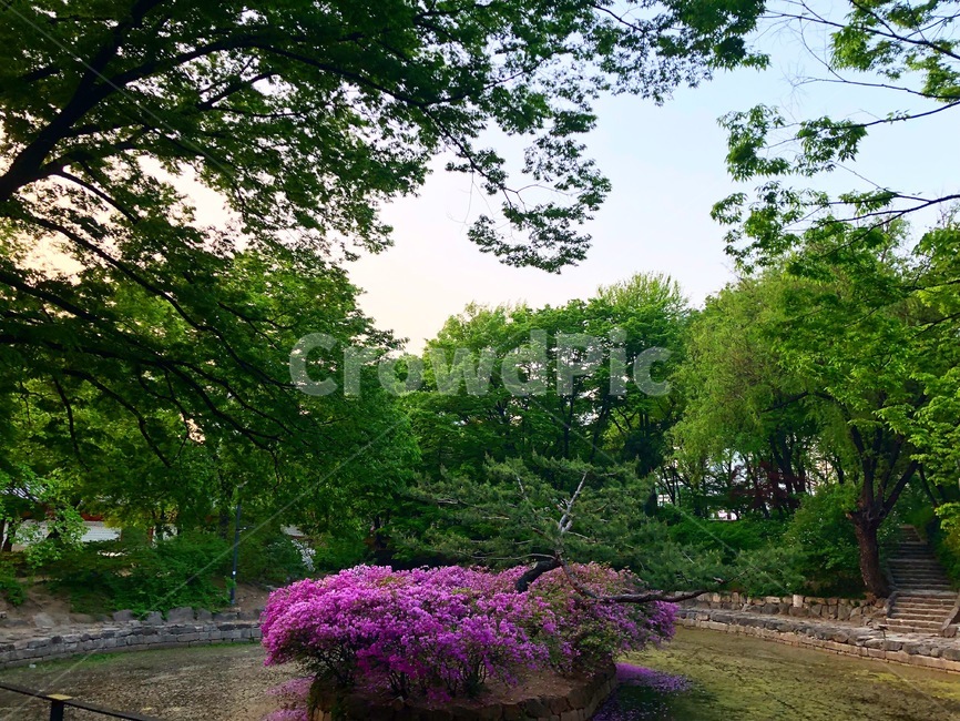 덕수궁,석조전,궁,궁궐,철쭉,진달래,정원,호수,korea,한국적인,seoul,서울