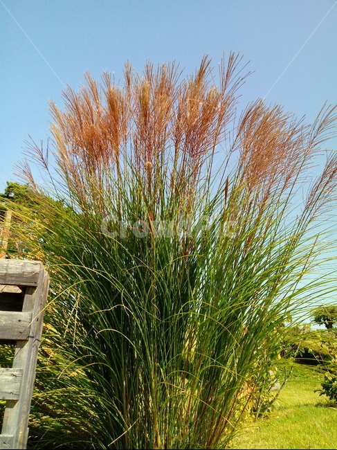갈대,식물,reed,벼과,여러해살이풀,plant,겸가,노위,문견초,위근,위경,식물,자연,plants,nature