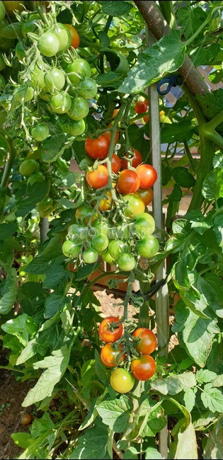 과일,fruit,방울토마토나무,방웅토마도,cherrytomato