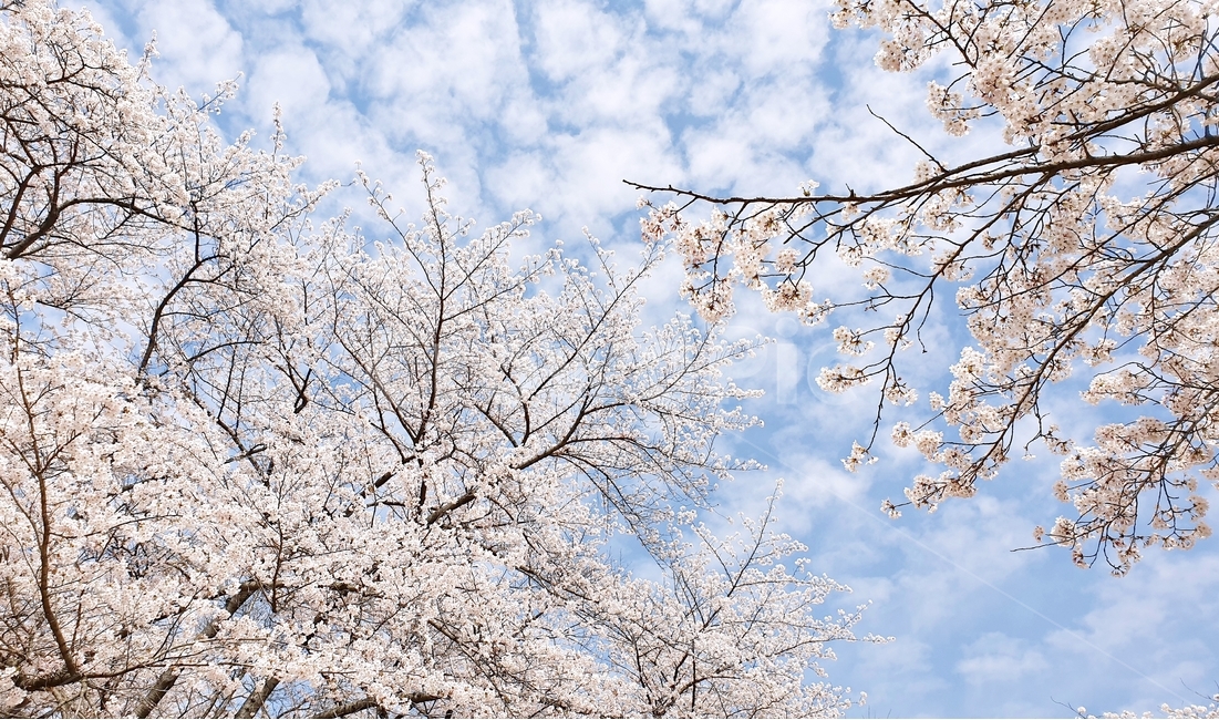 벚꽃,벚꽃놀이,꽃,나무,벚꽃나무,봄,봄철작물,tree,plant,flower,푸른하늘,구름,하늘,sky,blue,spring,봄,계절,spring,season,자연,풍경,nature,landscape,식물,blossom