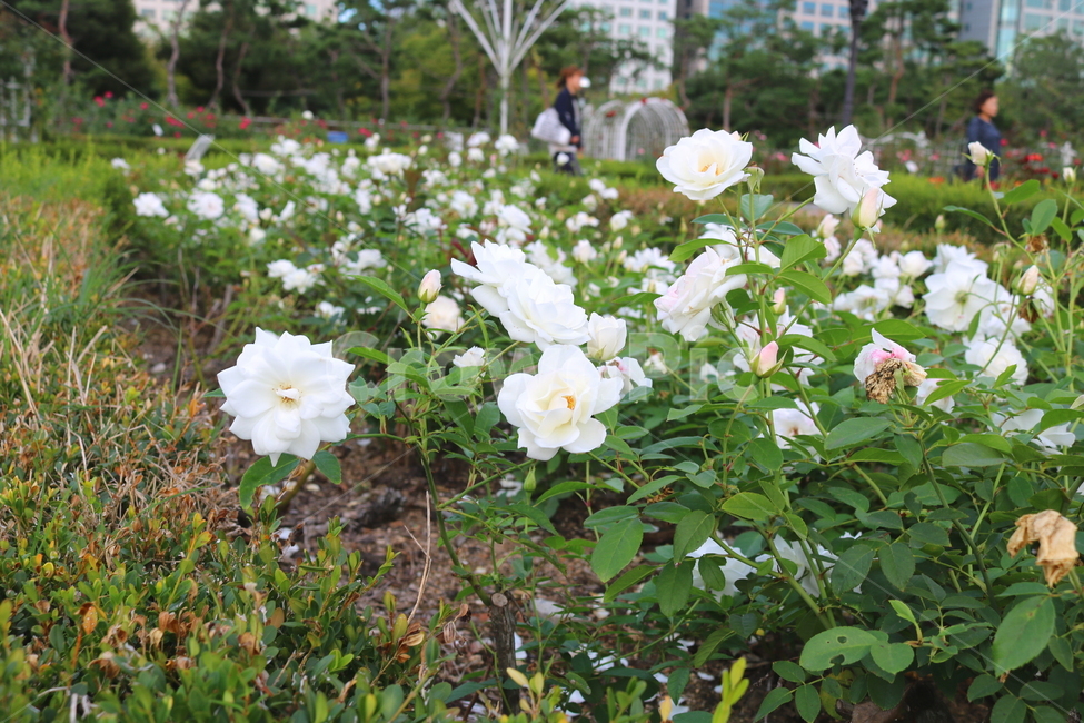 장미,꽃,장미꽃,식물,덩굴식물,아이스버그,자연,흰장미,하얀장미,식물,자연,plants,nature,꽃,flower