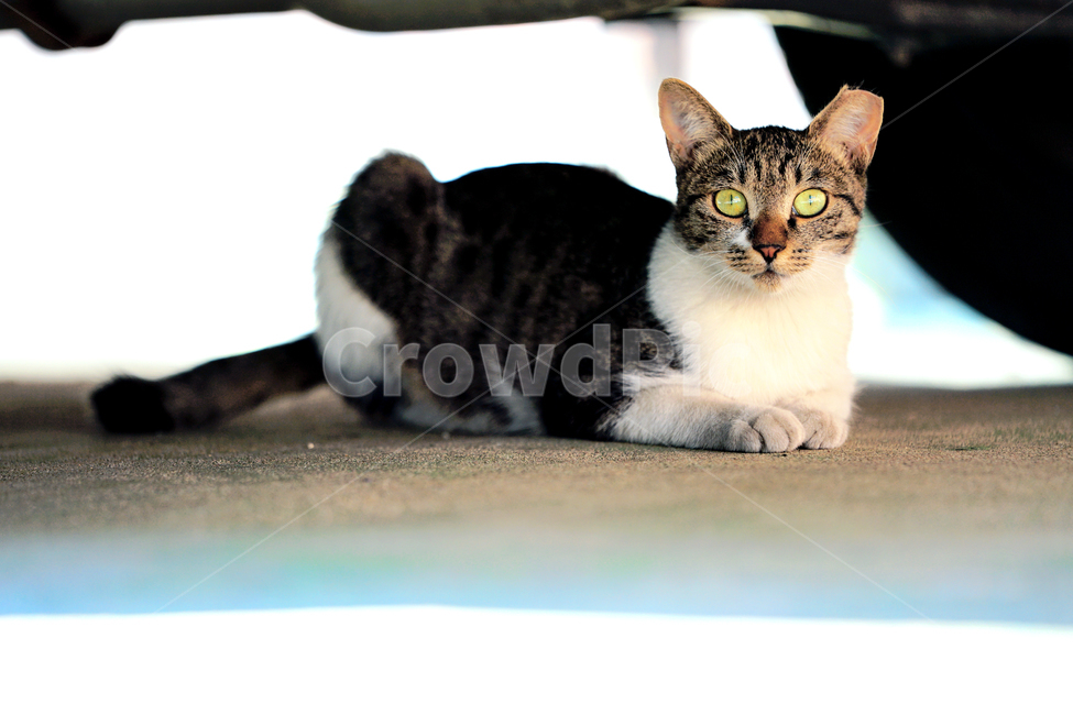 고양이,길냥이,숨바꼭질,관찰,구경,휴식,길고양이,야옹이,냐옹이,유기묘,반려묘,애완동물,반려동물,야생동물,떠돌이,캣,펫,동물,animal,포유류,mammal,고양이,cat,kitten,kitty