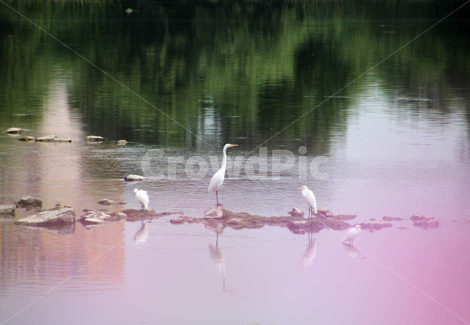 새,금호강,백로,외가리,금호강새,동물,animal,조류,새,birds