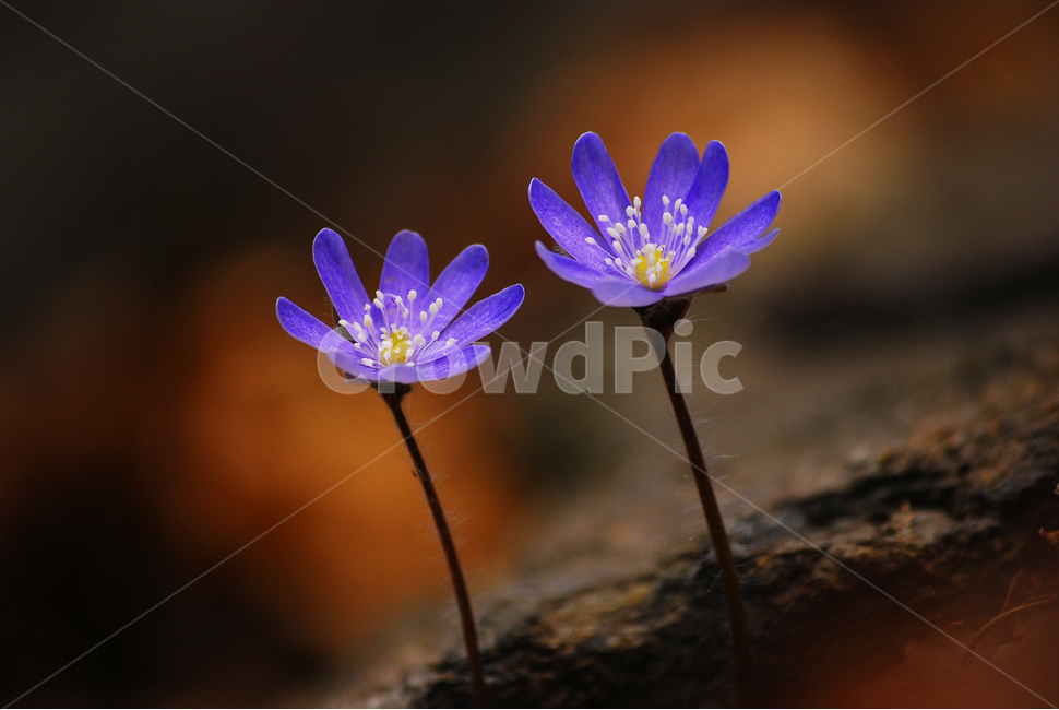 봄이미지,봄꽃,노루귀,야생화,보라색꽃,퍼플,purple,flowers,spring,beautiful,아름다운,작은,예쁜,violet,macro,접사,마크로,보케,갈색,우리꽃,토종,산에피는꽃,꽃잎,꽃술,해질무렵,석양빛,감성,필,느낌,분위기,색감,봄,계절,spring,season,식물,자연,plants,nature,꽃,flower,plant,blossom,geranium,제라늄
