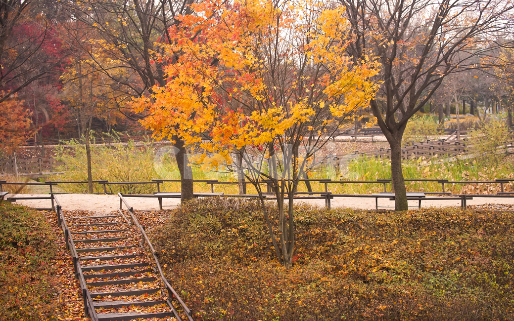 단풍,나무,낙엽,가을,계절,감성,공원,식물,자연,가을,계절,fall,autumn,season,자연,풍경,nature,landscape,식물,plants,나무,trees,wood,tree,plant,maple