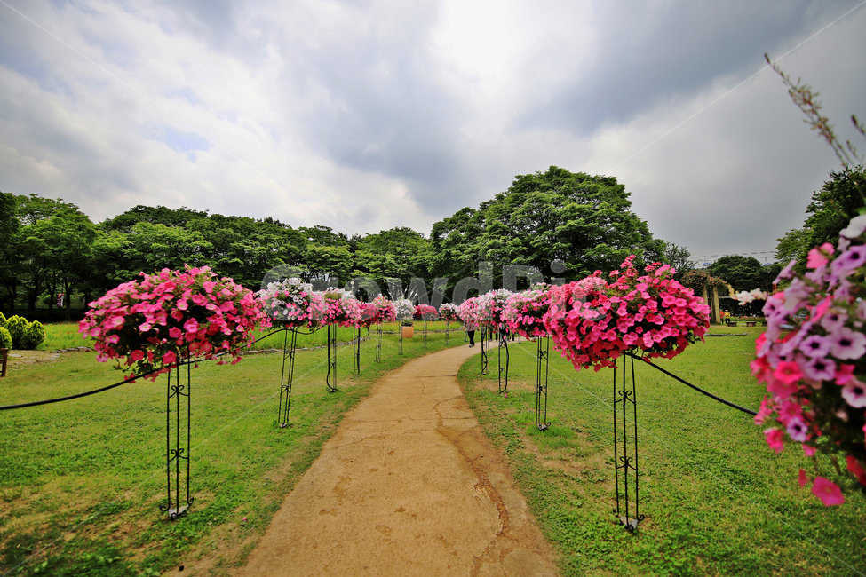 장미,장미축제,서울대공원,장미원,감성사진,자연,풍경,nature,landscape,식물,plants,꽃,flower,plant,blossom