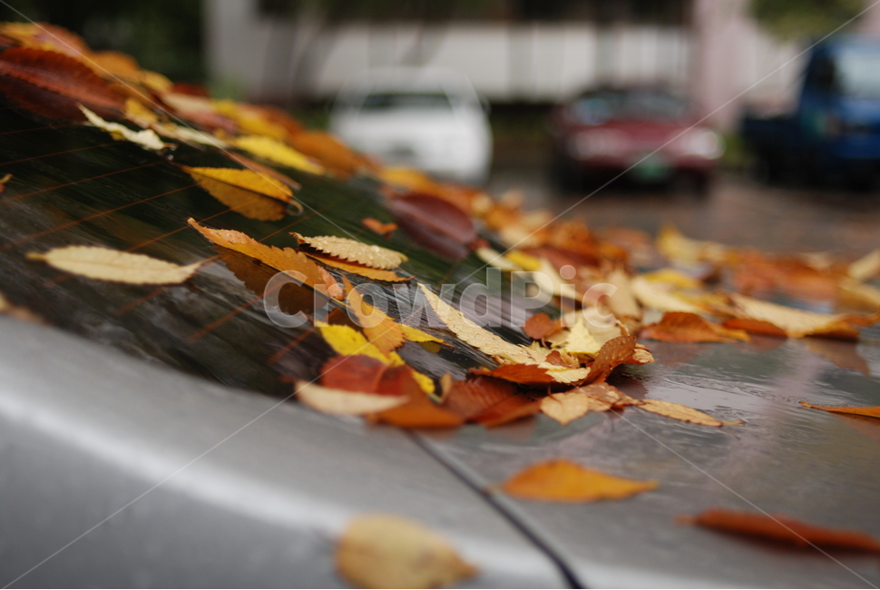 가을,낙옆,단풍,감성,접사,가을,계절,fall,autumn,season,leaf,잎,plant,식물