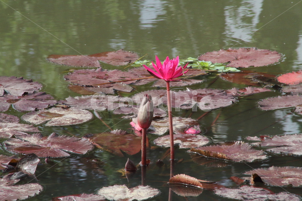 연,수련,꽃,식물,waterlily,식물,자연,plants,nature,꽃,flower