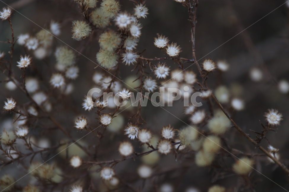 plant,식물,들꽃,flower,자연,풀,식물,자연,plants,nature,꽃,flower