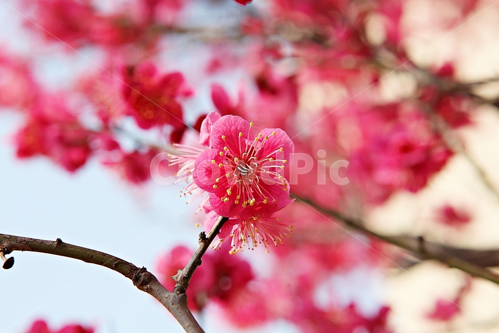 매화,홍매화,매화꽃,꽃,봄꽃,봄,식물,자연,공원,꽃잎,식물,자연,plants,nature,꽃,flower