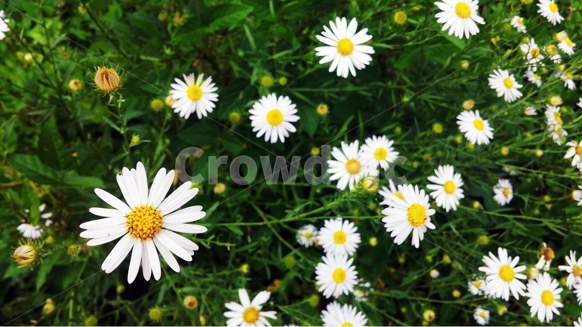 꽃,식물,자연,흰꽃,flower,식물,자연,plants,nature,꽃,flower