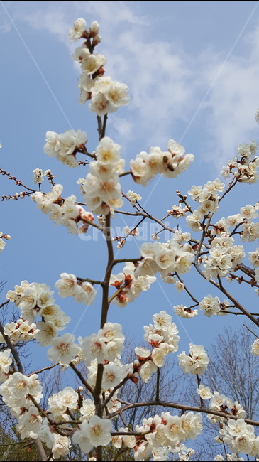 매화,꽃,식물,자연,벌,맑음,화사함,봄,계절,spring,season,식물,자연,plants,nature,꽃,flower,plant,blossom