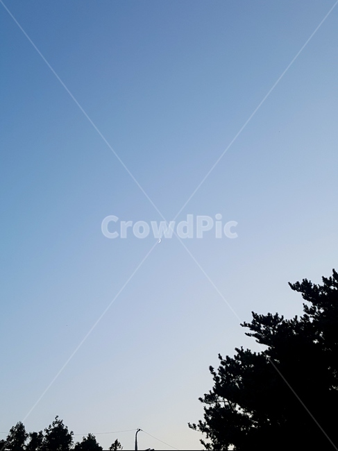tree,나무,plant,식물,달,moon,자연,풍경,nature,landscape