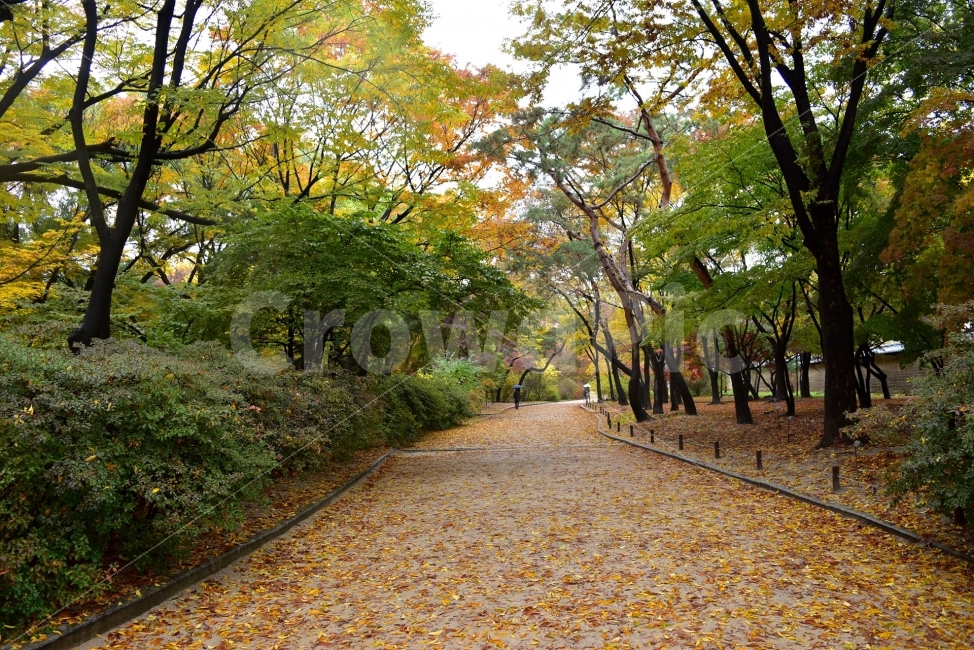 창경궁,가을,단풍,풍경,고궁,서울,낙엽,도심지,명소,자연,비경,단풍나무,자연,풍경,nature,landscape,가을,계절,fall,autumn,season,path,통로,walkway,보도,tree,나무,plant,식물