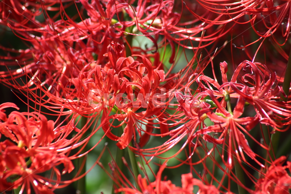 상사화,lycorissquamigera,magiclily,꽃무릇,redspiderlily,식물,자연,plants,nature,꽃,flower