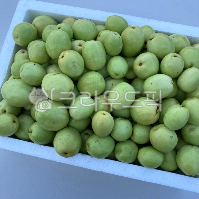 대추,초록,초록색,대추열매,연두색,스티로폼박스,열매,food,음식,green,과일,fruit