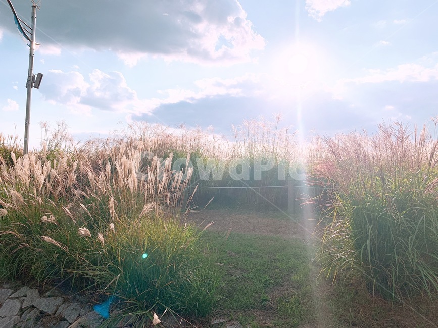 억새,갈대,가을,들판,가을하늘,빛,grass,잔디,식물,자연,풍경,nature,landscape