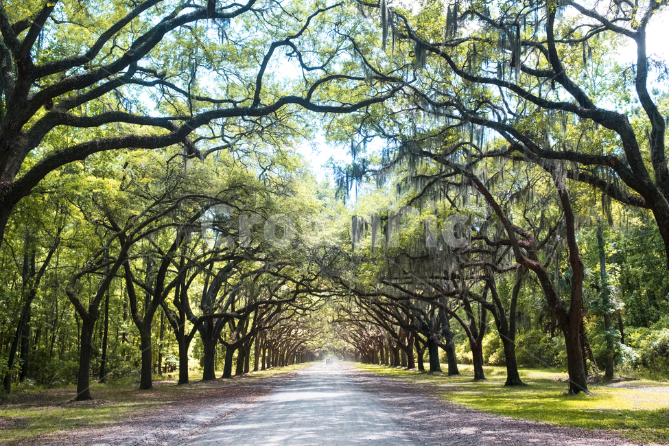 tree,나무,plant,식물,treetrunk,도로,나무줄기,배경,자연,통로,trees,road,nature,landscape,풍경