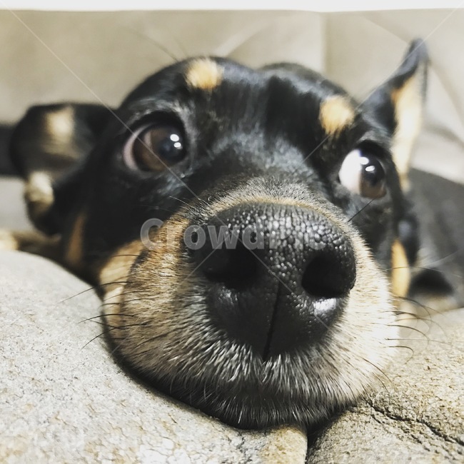 강아지,미니핀,애완견,반려견,개