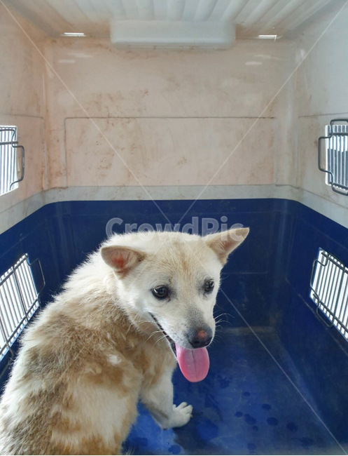 강아지,유기견,유기동물,반려동물,개,동물,animal,포유류,mammal,개,강아지,dog,doggy