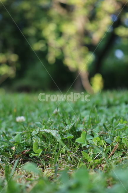 공원,잔디,잔디밭,풀밭,초록,접사,식물,자연,plants,nature