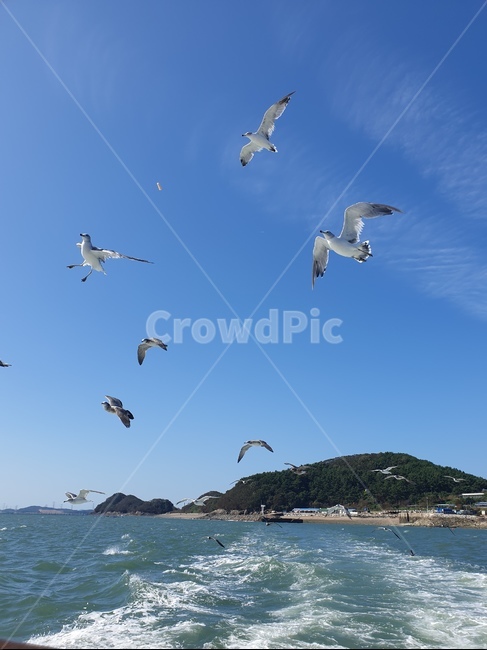 갈매기,국화도,flying,animal,모험,동물,동물,animal,조류,새,birds