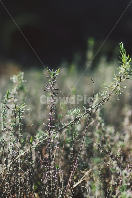 풀,몽환,잡초,들풀,자연,nature,감성,감성사진,가을,fall,autumn,식물,자연,plants,nature