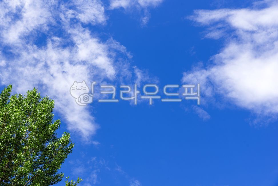 하늘,파란하늘,흰구름,맑은,날씨,깨끗한,공기,산소,여름,낮시간,오후,청정,배경,공원,나무,녹색,thesky,bluesky,whiteclouds,clearweather,cleanair,oxygen,summer,daytime,afternoon,clean,background,park,tree,green