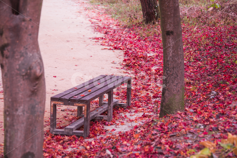 furniture,가구,bench,벤치,나무,가을,계절,fall,autumn,season