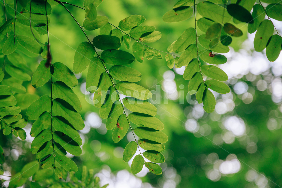 나무,나뭇잎,아카시아,아카시아나무,풀잎,초록,햇살,싱그러운,tree,green,leaf,식물,자연,plants,nature,휴식,힐링,rest,relaxation,healing