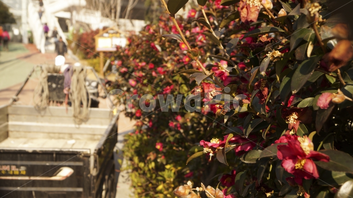 수레,장미,꽃,길,꽃밭,식물,자연,plants,nature,꽃,flower