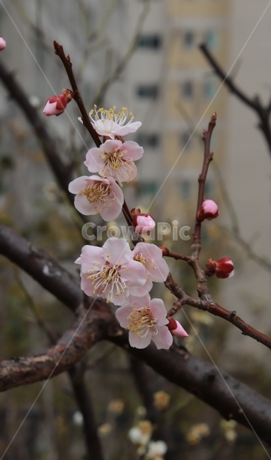 식물,꽃나무,봄,살구꽃,분홍색,봄,계절,spring,season,식물,자연,plants,nature,꽃,flower,plant