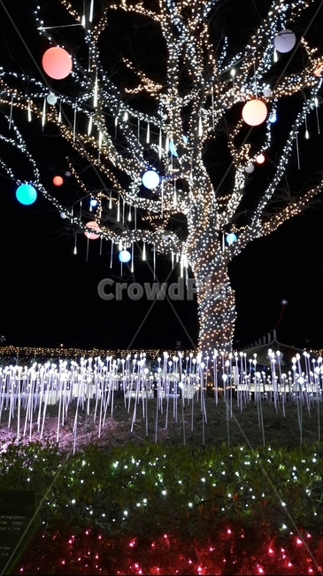 lighting,조명,밤,빛,빛축제,나무,아트,야경,축제,행사,festival,carnival,event