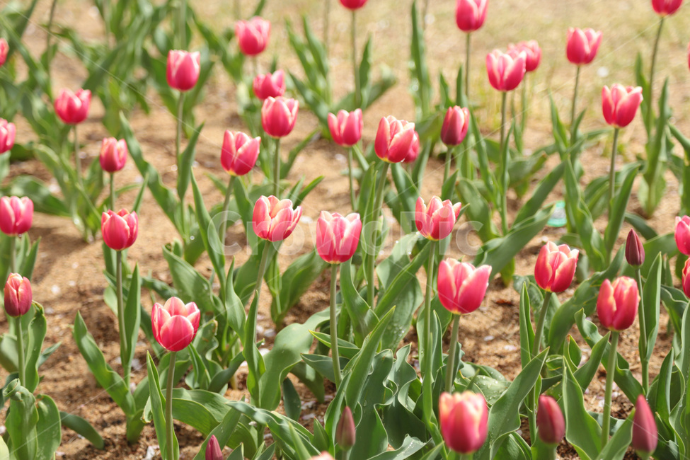 튤립,꽃밭,봄,tulip,꽃,flower,식물,plant,자주색