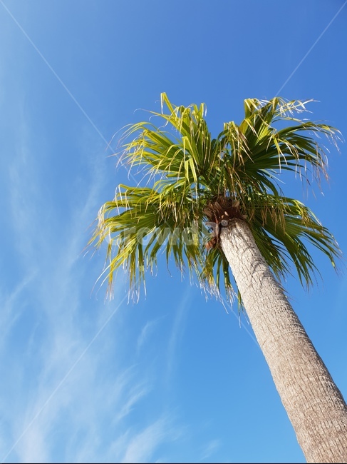 하늘,야자수,나무,여름,tree,summer