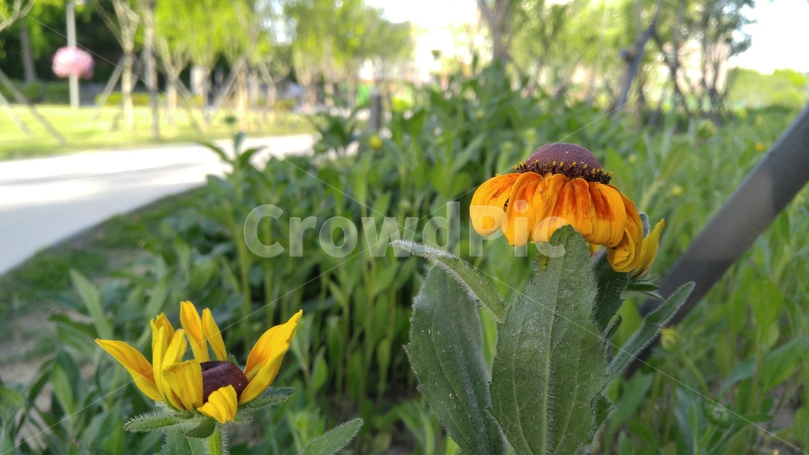 루드베키아,꽃,노란꽃,식물,노랑색,녹색,배경,감성,계절,ludvechia,flower,yellowflower,flant,yellow,green,background,emotional,season