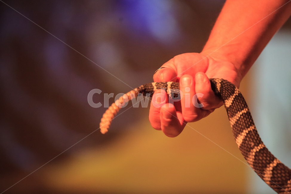 뱀,방울뱀,파충류,snake,reptile