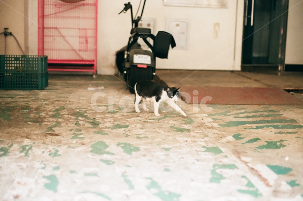 photography,길고양이,고양이,감성,필름카메라,골목,pilm,pilmcamera,cat,동물,동물사진,포유류,mammal,animal,사랑,애정,기지개,동물,animal,포유류,mammal,고양이,cat,kitten,kitty,감성,sensible,feeling