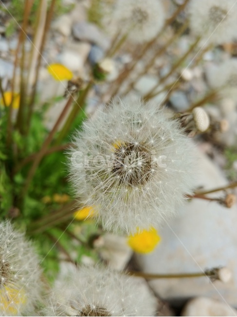 민들레,야생화,민들레씨,가을,민들레홀씨,민들레꽃,식물,자연,plants,nature,꽃,flower