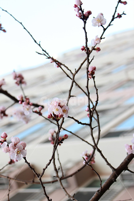 벗꽃,봄꽃,봄,사쿠라,꽃,봄,계절,spring,season,식물,자연,plants,nature,꽃,flower,plant,blossom,cherry blossom,벚꽃