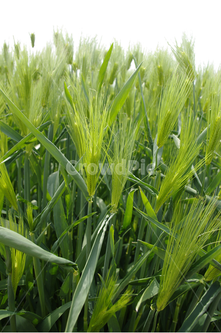 청보리,보리밭,식물,plant,자연,nature,봄,spring,식물,자연,plants,nature